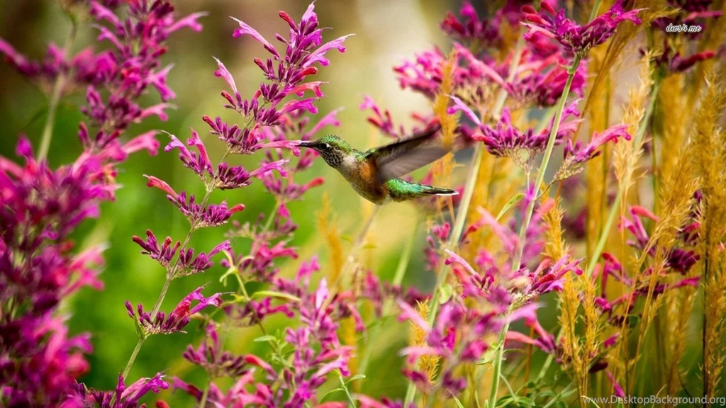 Hummingbird Wallpapers Animal Wallpapers