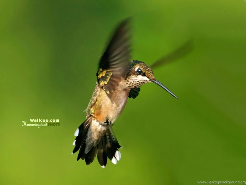 Hummingbird And Flowers HD Hummingbirds Wallpapers 1600x1200 NO ...
