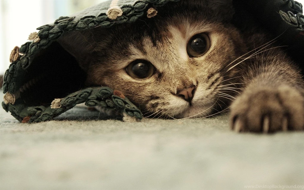 1920x1200 sweet kitten under rug.jpg
