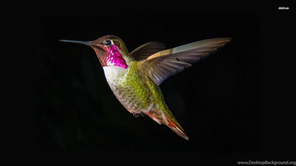Hummingbird Wallpapers   Animal Wallpapers