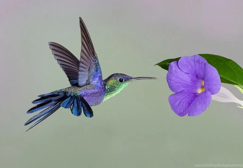 Hummingbirds Wallpapers 5
