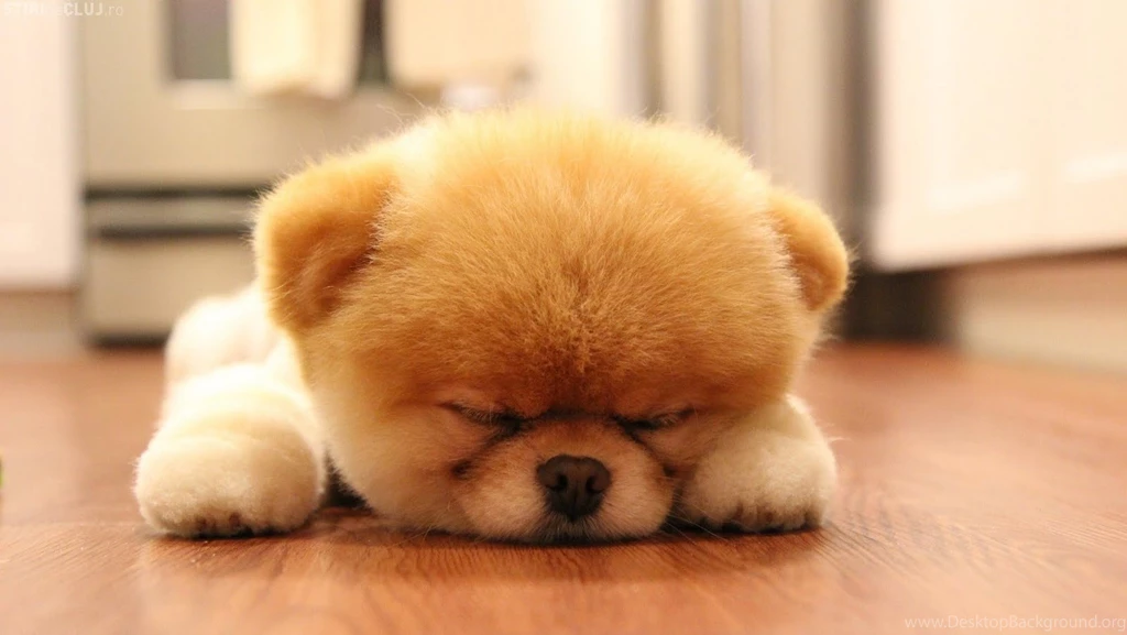 Download Sweet Boo Dog Sleep Wallpapers 1600x902