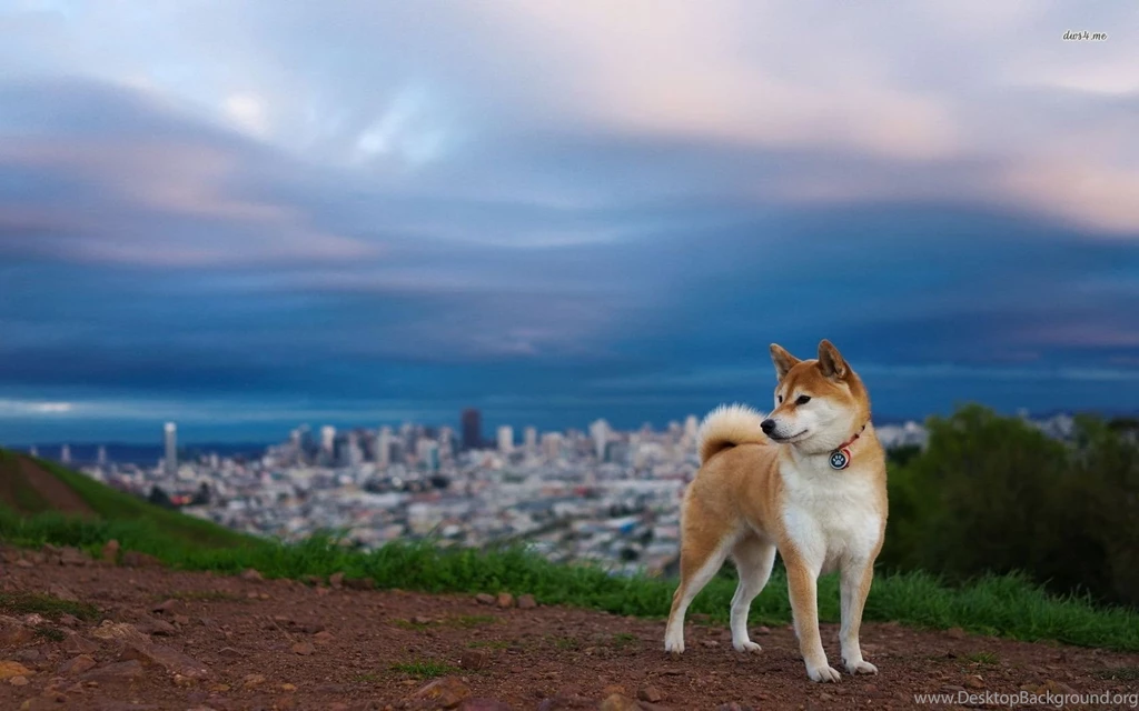 Akita Wallpapers Animal Wallpapers