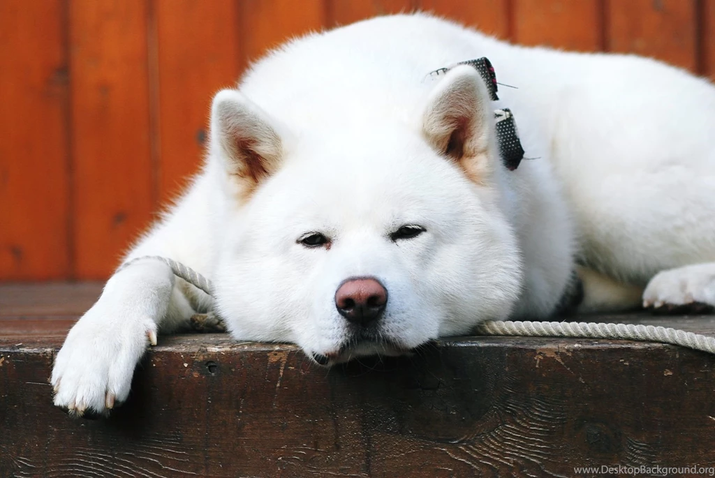 Akita Wallpapers For Android