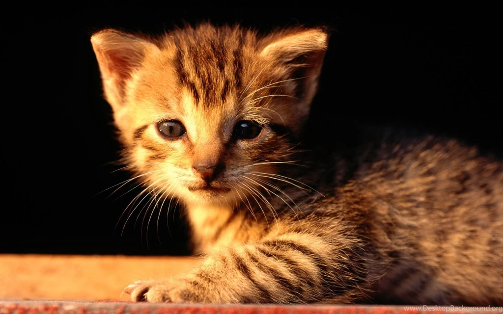 Cats: Golden Kitten Animal Cat Mammal Feline Sweet Desktop ...