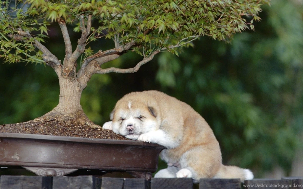 Akita Wallpapers Desktop ~ Elrinconcitodemaya
