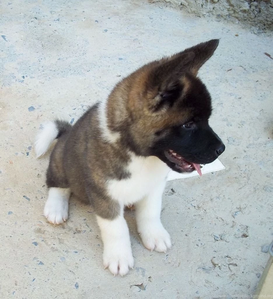 American Akita Photos And Wallpapers. The Beautiful American Akita ...