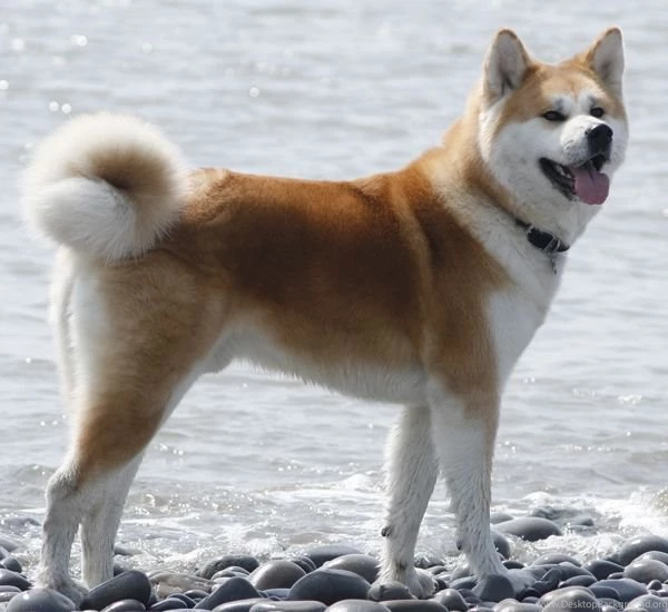 Akita Inu Photos And Wallpapers. The Beautiful Akita Inu Pictures