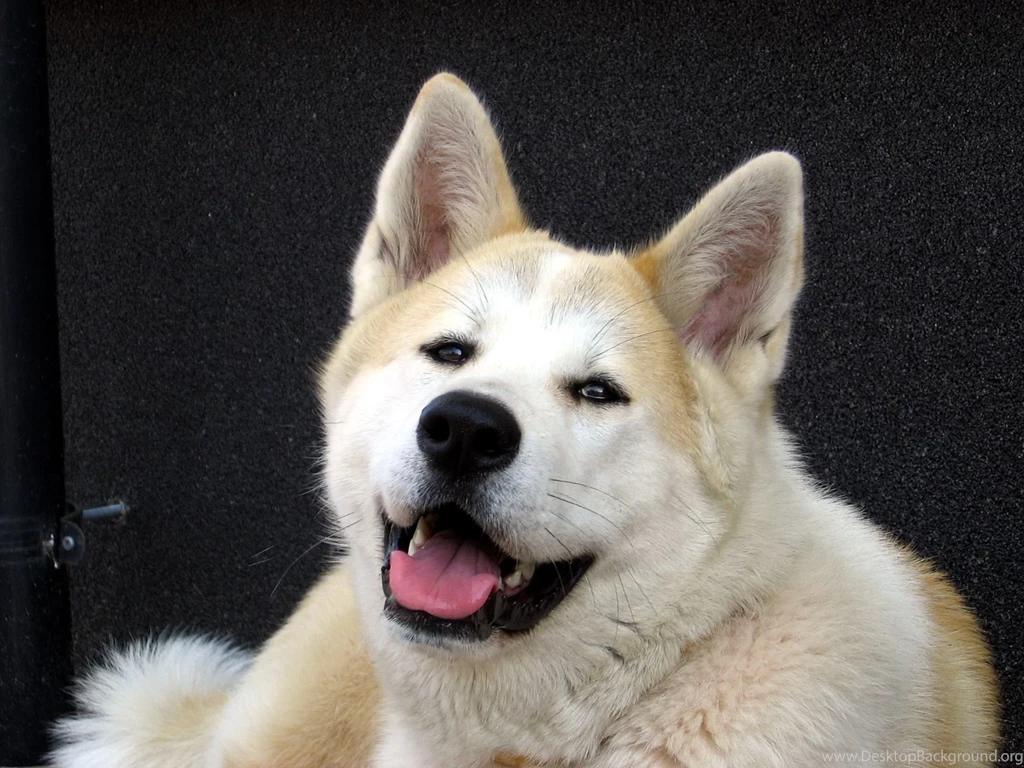 Akita Free Wallpapers