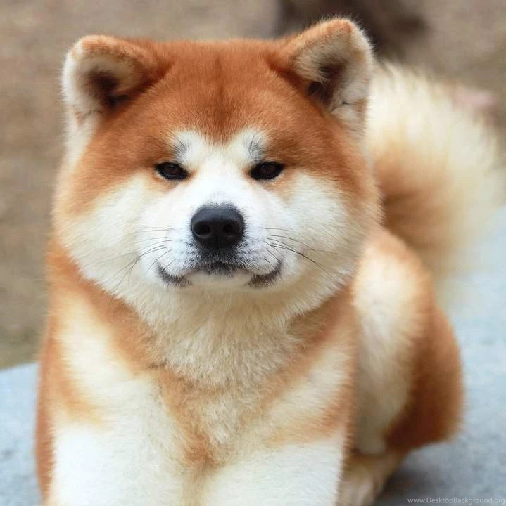Cute Akita Inu Puppies