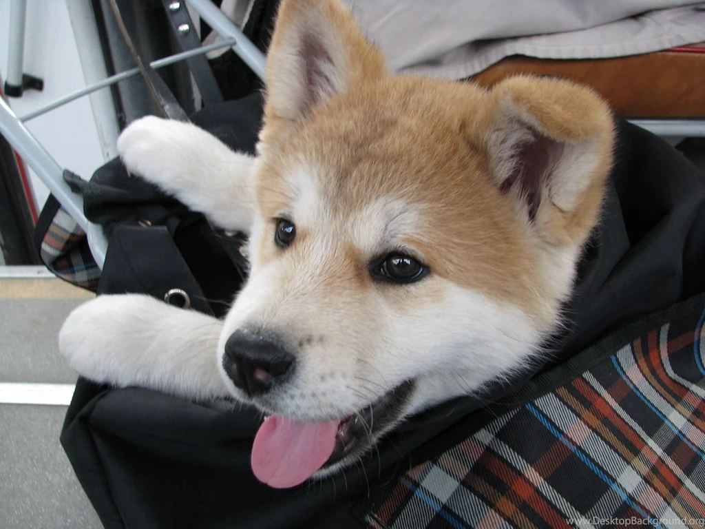 Cute Akita Inu In The Bag Photo And Wallpaper. Beautiful Cute ...