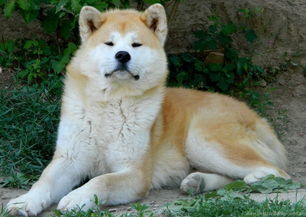 Akita Dog Pictures Wallpapers High Definition