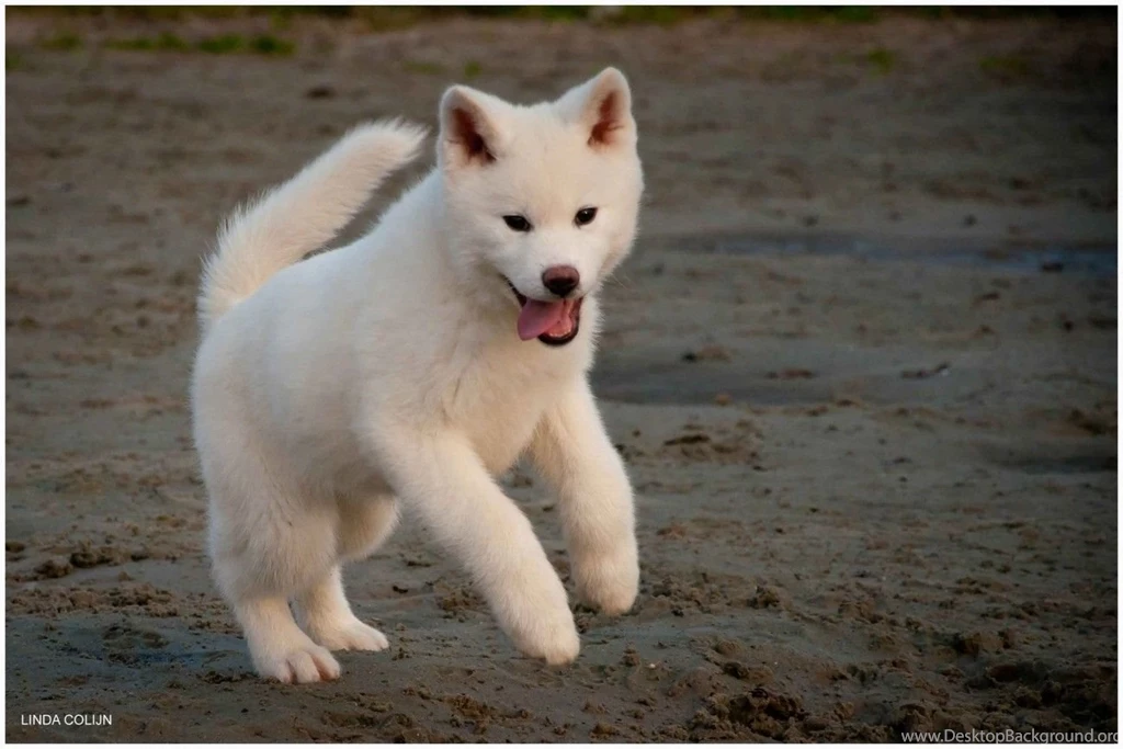 Japanese Akita Puppies Wallpapers