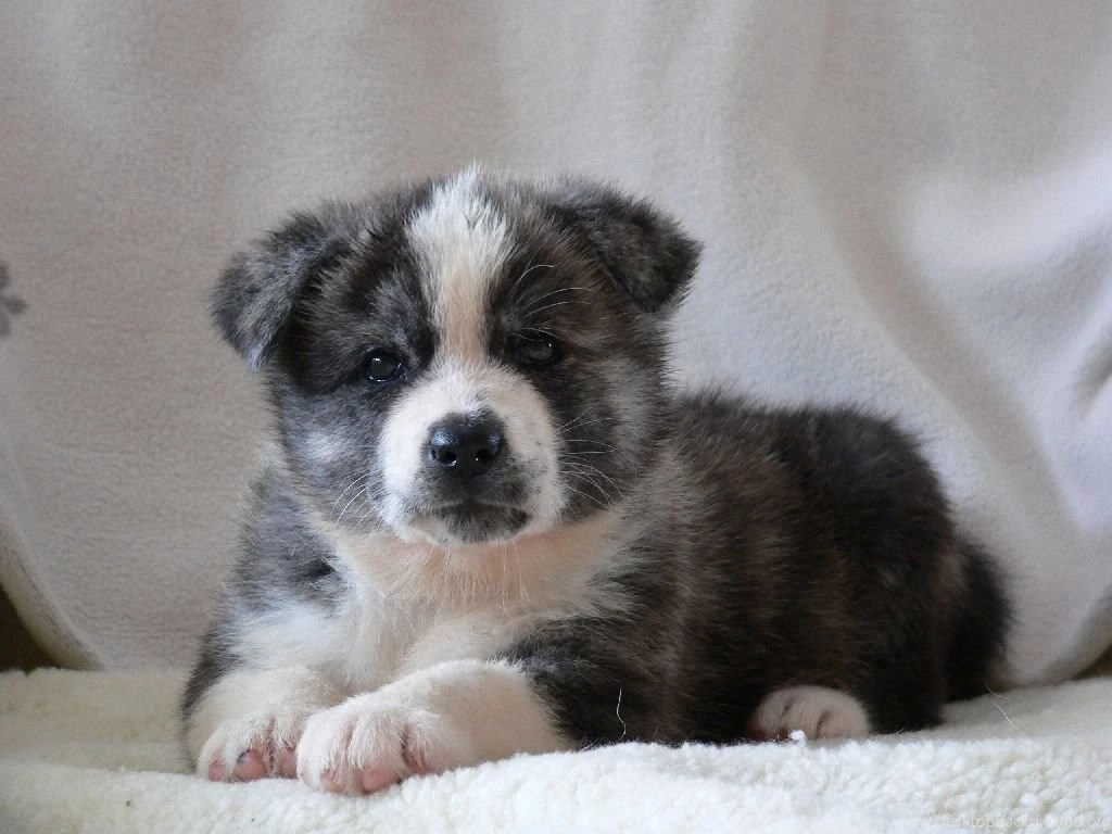 Cute Akita Inu Puppy Looking At You Photo And Wallpaper. Beautiful ...