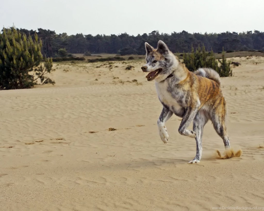 Brindle Akita Inu In The Desert Photo And Wallpaper. Beautiful ...