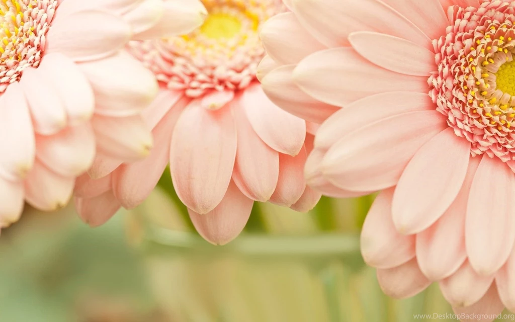 Gerbera, Daisy, Big Flowers HD Wallpapers