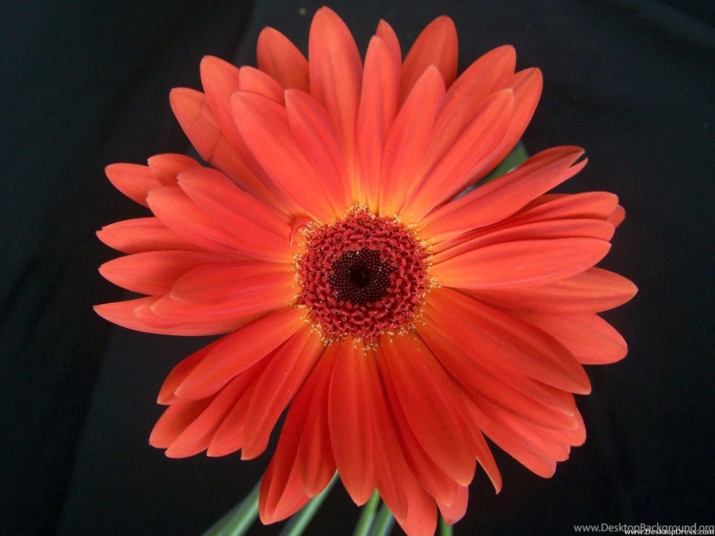 Desktop Wallpapers » Flowers Backgrounds » Gerbera Daisy Orange ...