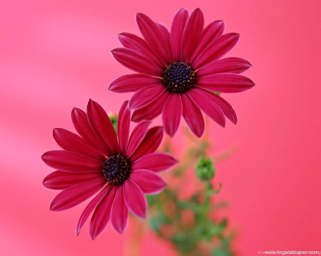 Gerbera Daisy Backgrounds