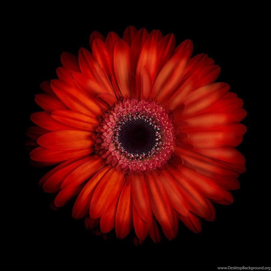 Macro Photograph Of An Red And Orange Gerbera Daisy Against A ...