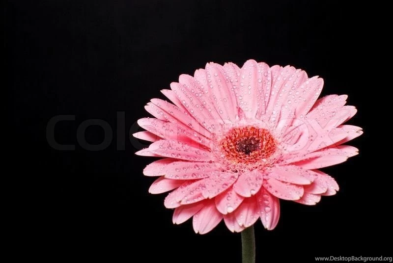 Pink Gerbera Daisy Flower On A Blue Backgrounds Stock Photo