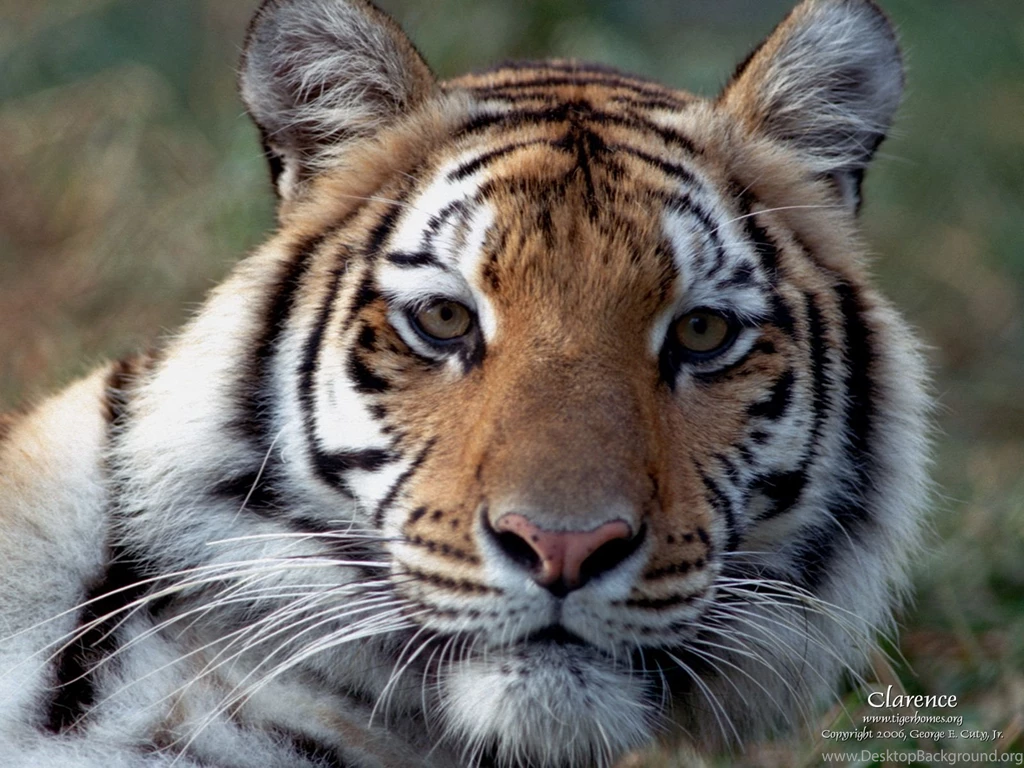 1061 Tiger HD Wallpapers