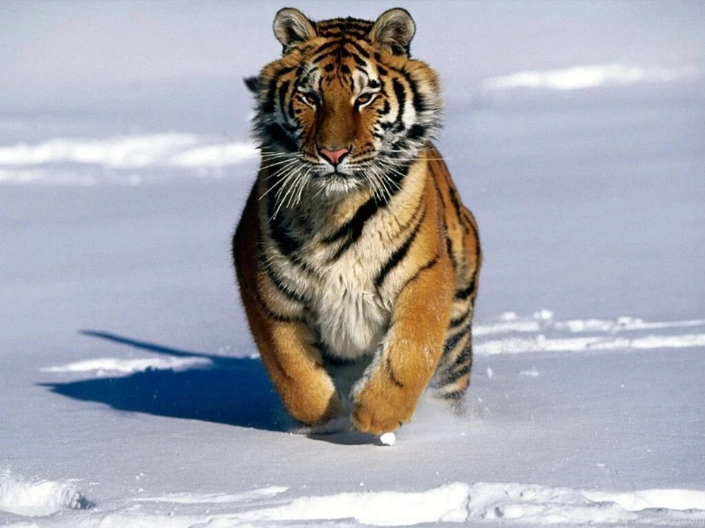 Tiger Wallpapers. Images And Animals Tiger Pictures (725)