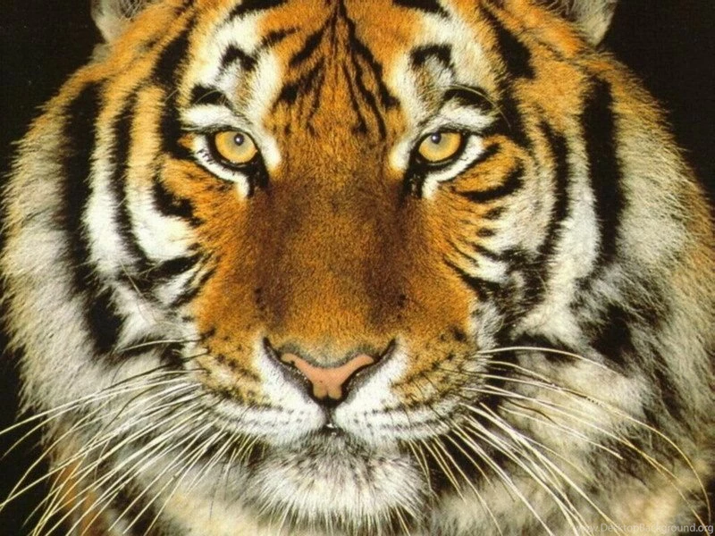 Images Of Tigers All Wallpapers New