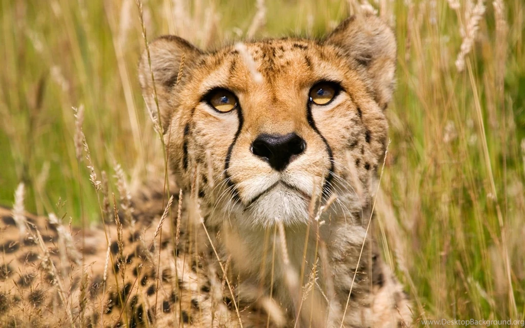 Cheetah Wallpapers
