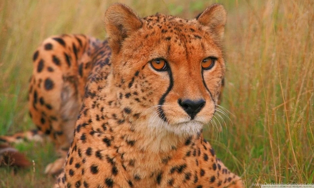 Cheetah HD Desktop Wallpapers : Widescreen : High Definition ...