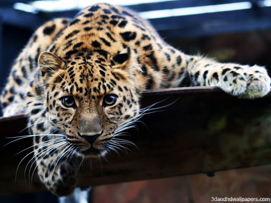 Cheetah Animal HD Wallpapers   3DandHDWallpapers ...