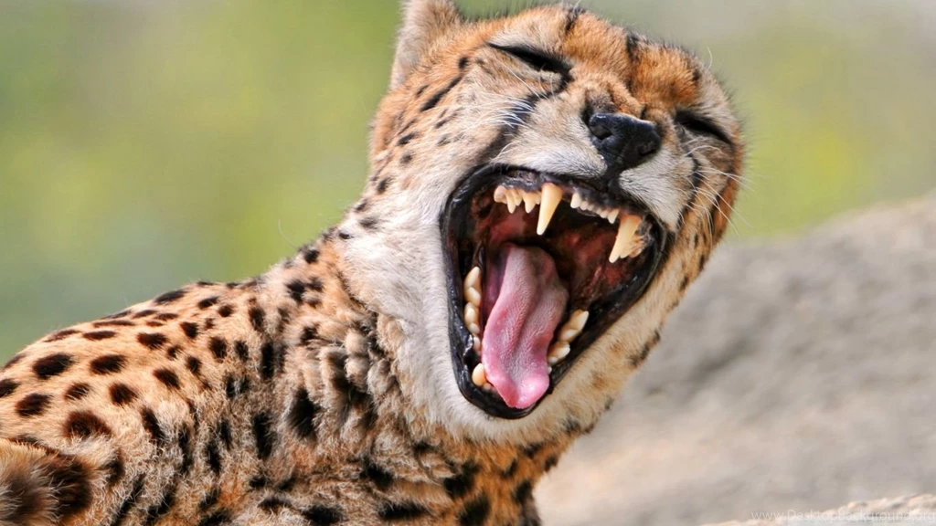 Cheetah Yawning HD Desktop Wallpapers : High Definition ...