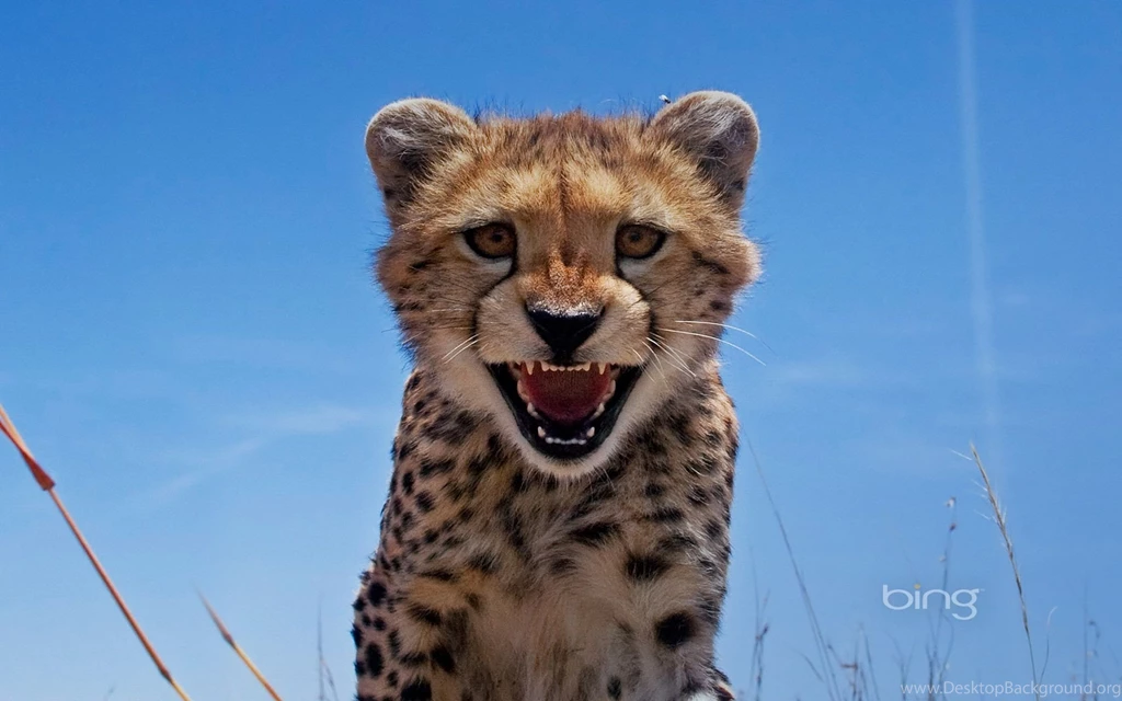 Adolescent Cheetah, Maasai Mara, Kenya