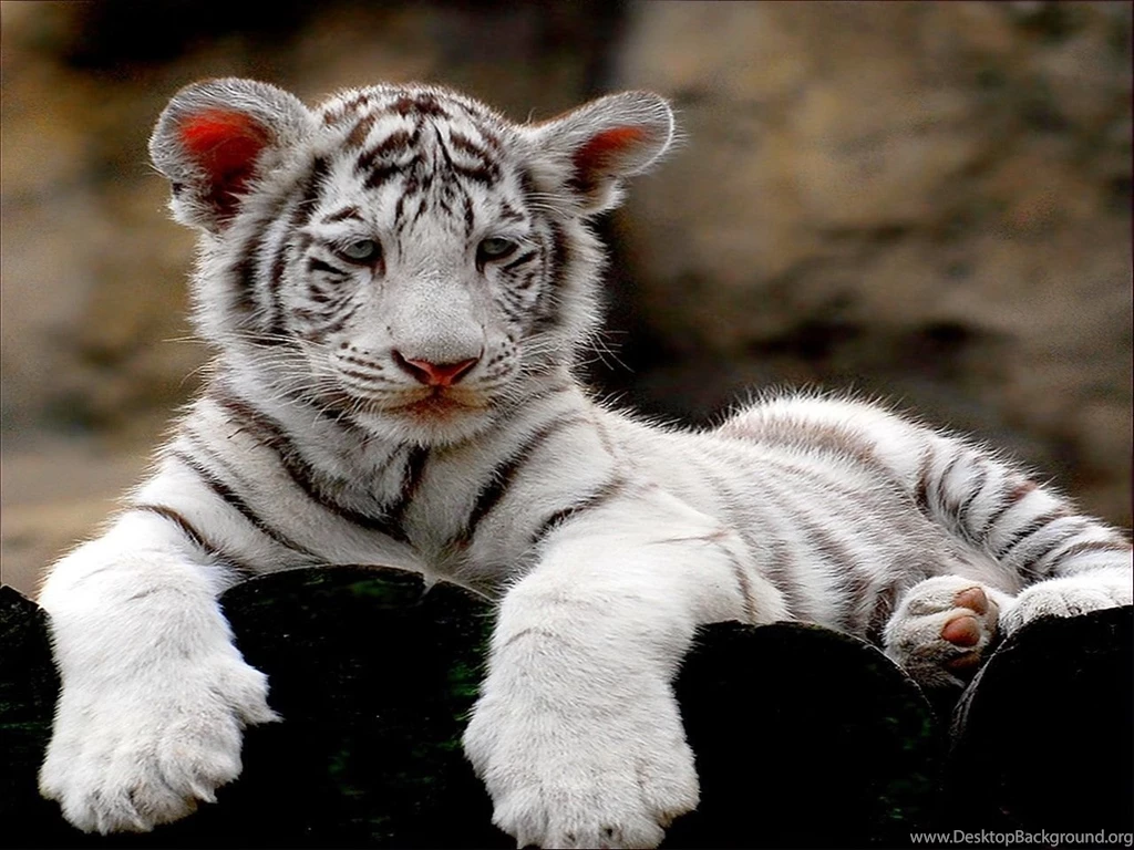White Tiger Cub Wallpapers