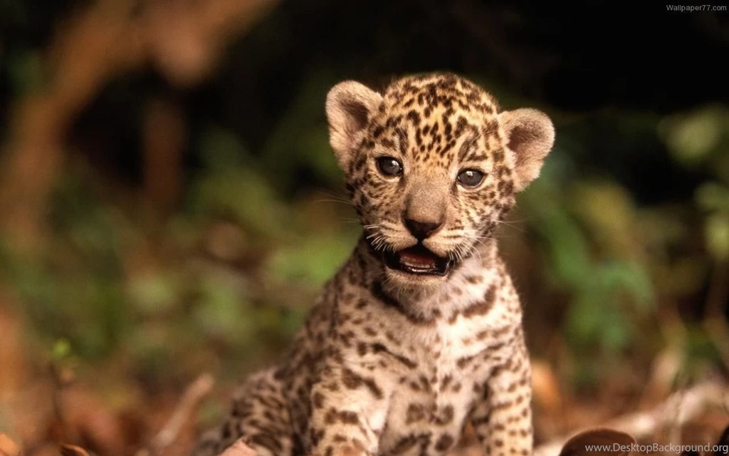 Cute Baby Tiger Wallpapers