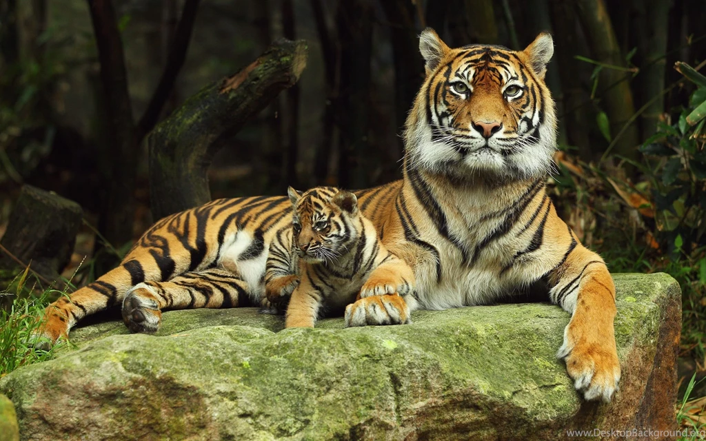 Tiger Wallpaper Backgrounds