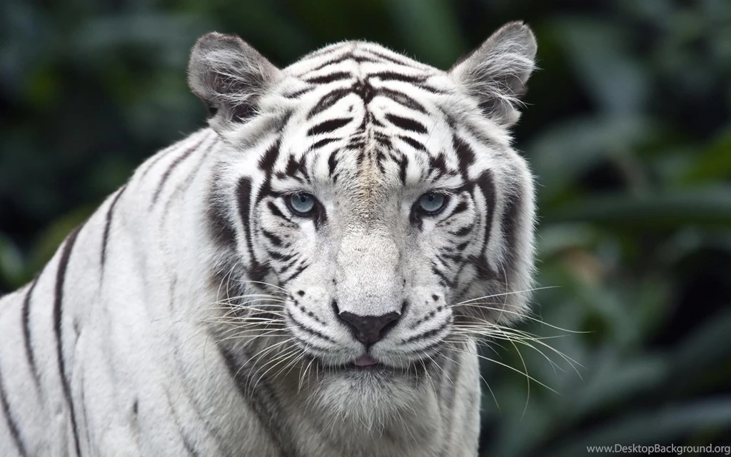 Tigers