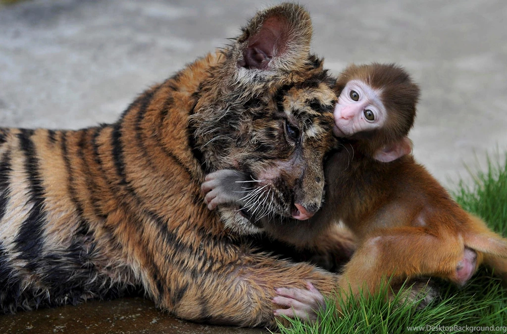 Cute Tiger Cub Playing With Monkey Animal Photo