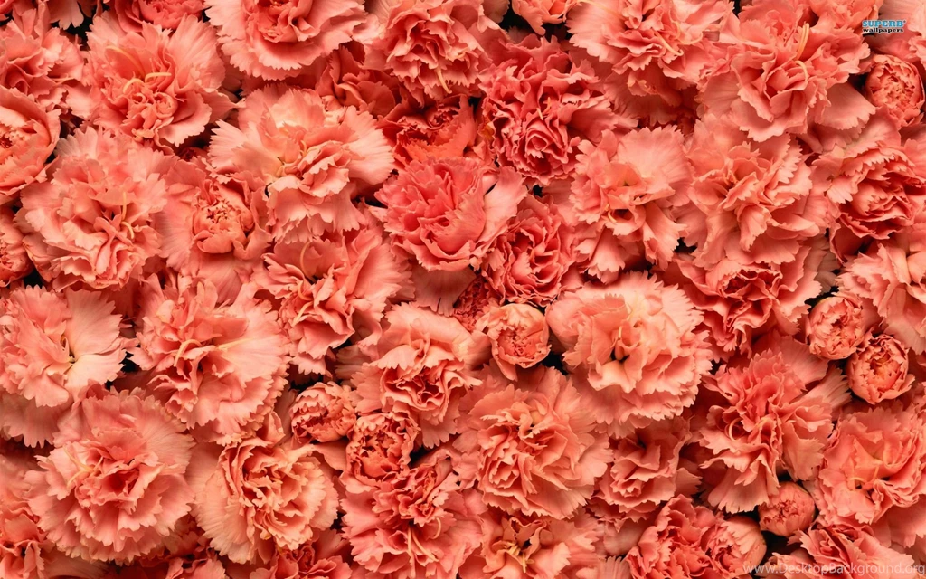 Carnations Wallpapers Flower Wallpapers