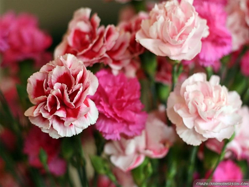 Carnation Wallpapers Crazy Frankenstein