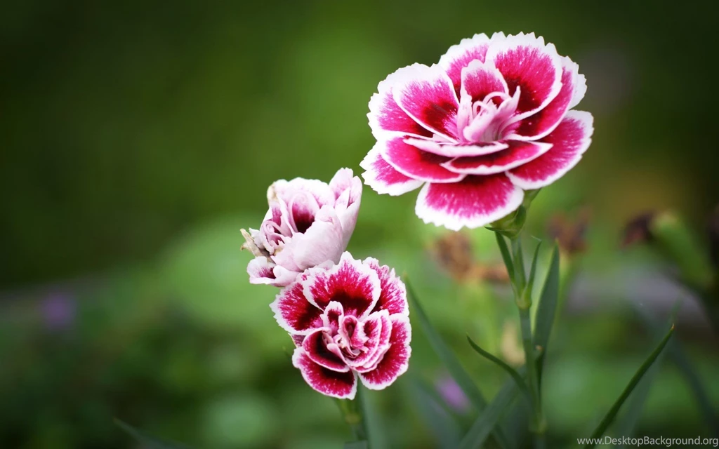 Carnation Flower Bouquet Wallpapers For Desktop & Mobile