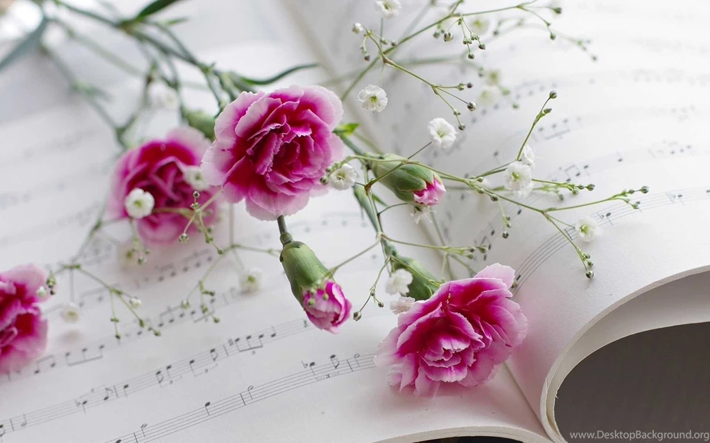 Carnation Flower Wallpapers Collection Of Beautiful Flowers