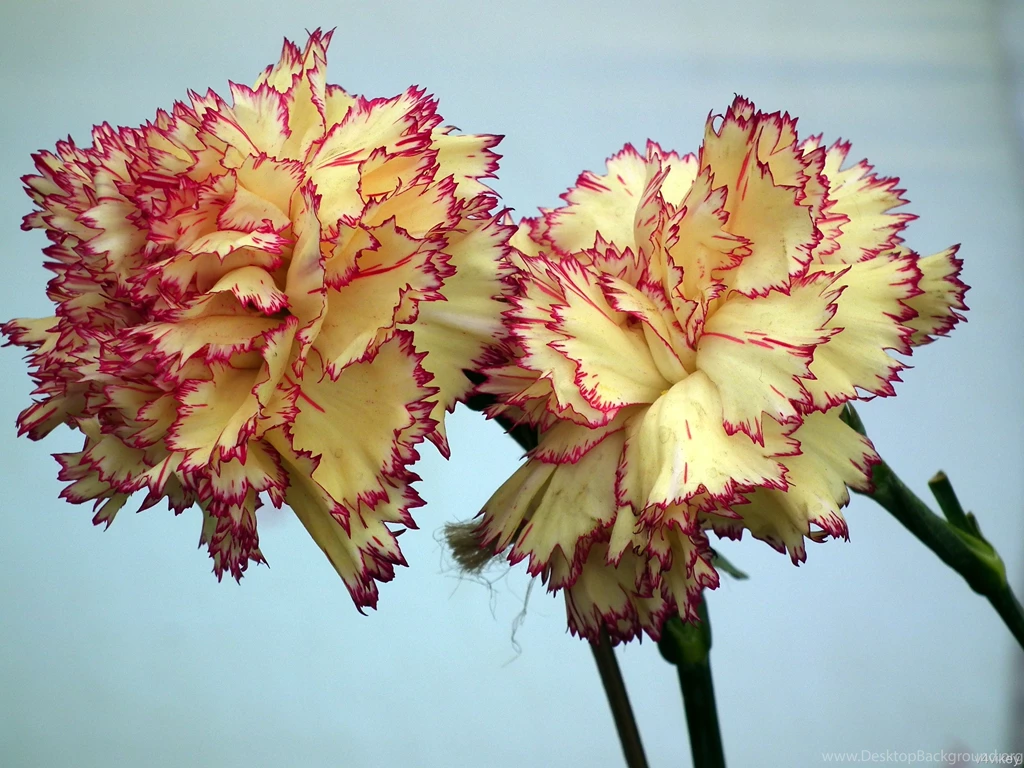 Yellow Pink Carnation Flower Wallpapers