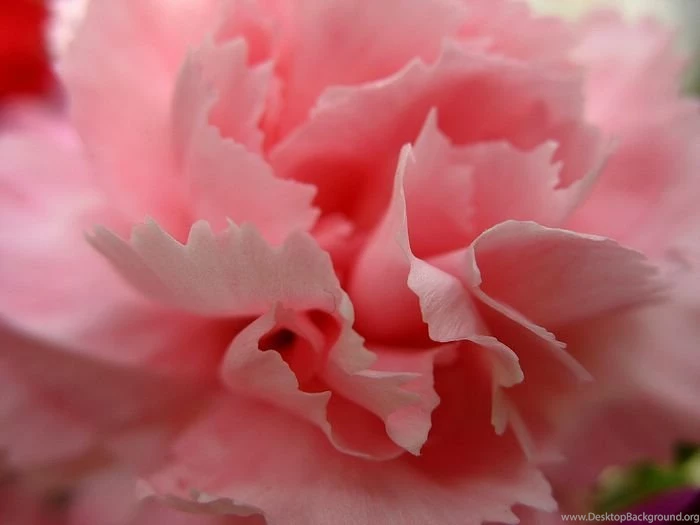 1600x1200 Carnation Wallpapers Mother's Day Carnation Flowers ...