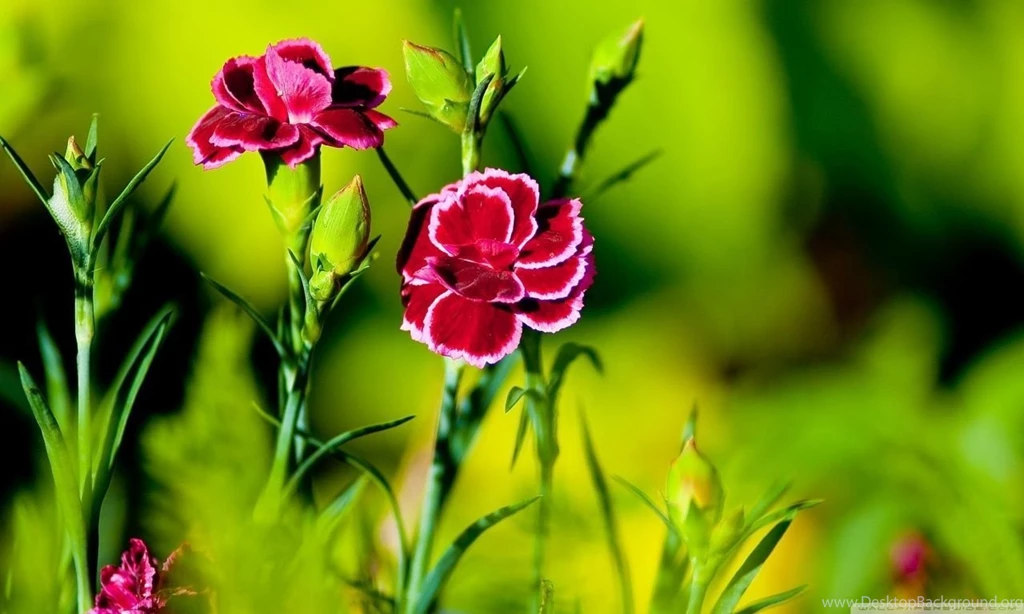 Pink Carnation Flowers HD Desktop Wallpapers : High Definition ...