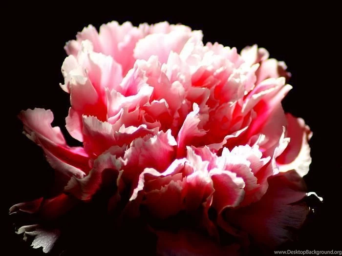 Pink Carnation In Dark 1600*1200 Pink Carnation Photo17 ...