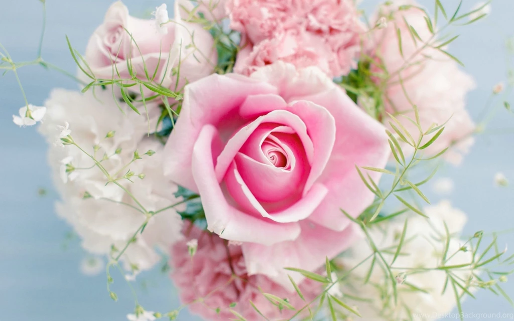 Carnation hd wallpaper.jpg