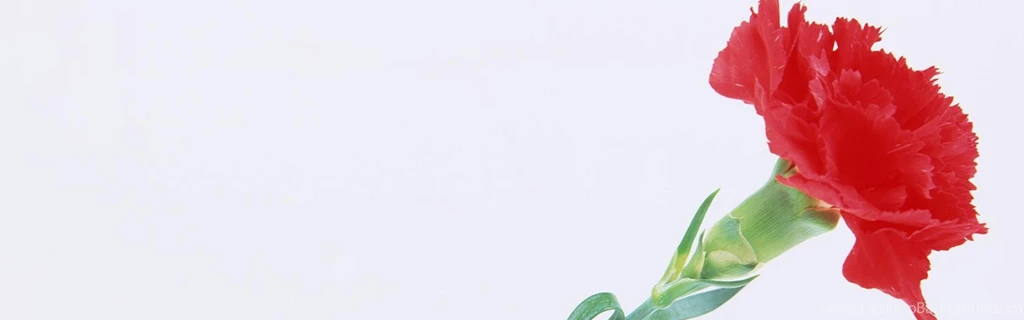 Download Wallpapers 3840x1200 Carnation, Flower, Close up Dual Wide ...