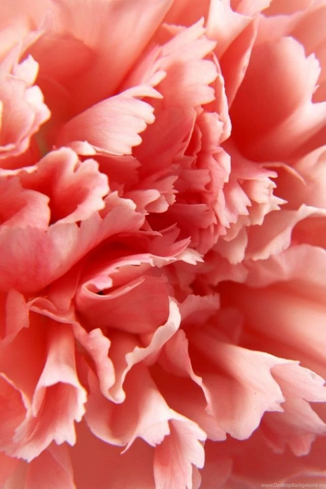 640x960 Macro Carnation Iphone 4 Wallpapers