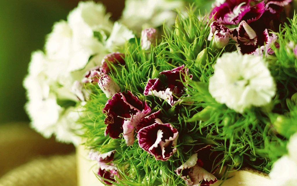 Flowers Archives Page 12 Of 19 HD Wallpapers Source