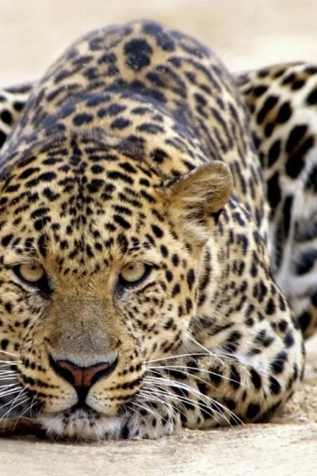 Pictures Cheetah Wallpapers For Phone J23 . Wallpapers.review